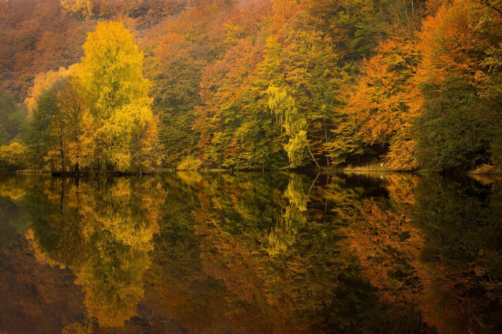 Skäralidsdalen i Söderåsens nationalpark i Skåne